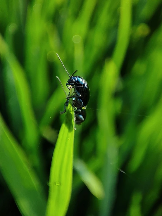 a bug sitting on top of a green leaf, in a grass field