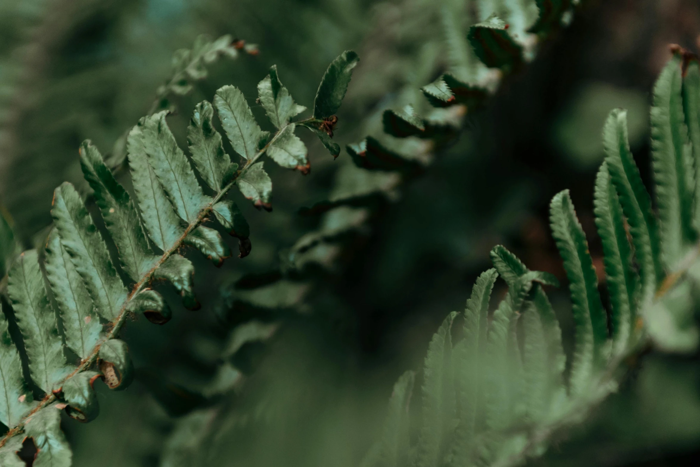 a close up of a plant with green leaves, trending on pexels, dried fern, dark green, a still of an ethereal, blurred