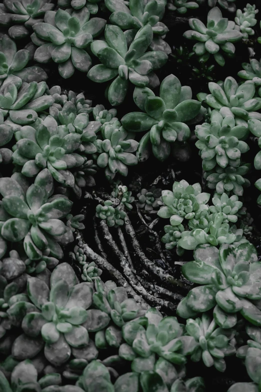 a black and white photo of a bunch of succulents, inspired by Elsa Bleda, trending on unsplash, vorticism, sickly green colors, overgrown with funghi, an ai generated image, patchy flowers