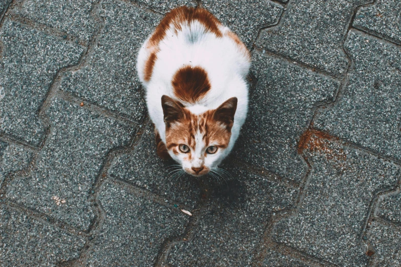 a brown and white cat sitting on top of a brick floor, by Niko Henrichon, trending on unsplash, bird\'s eye view, in a square, on the streets, gif