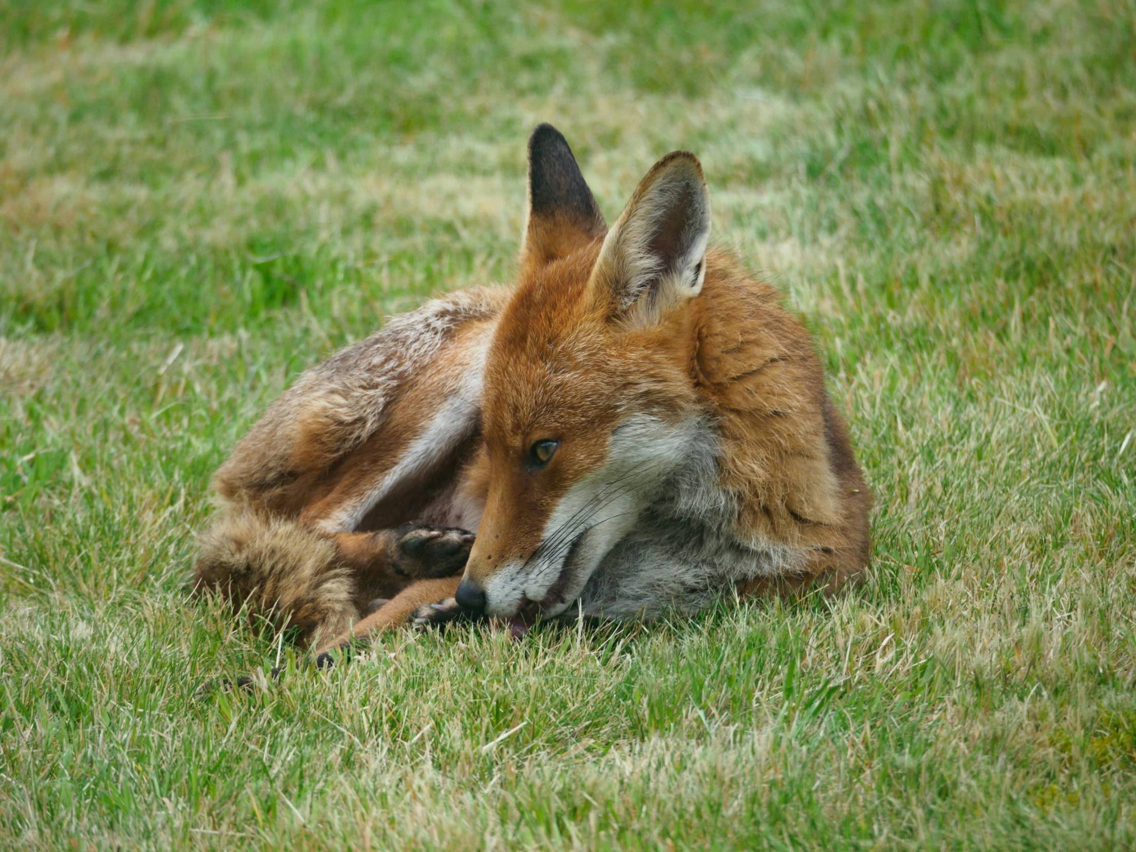 a fox that is laying down in the grass, a photo, by Lorraine Fox, mixed animal, highly relaxed, older male, july 2 0 1 1