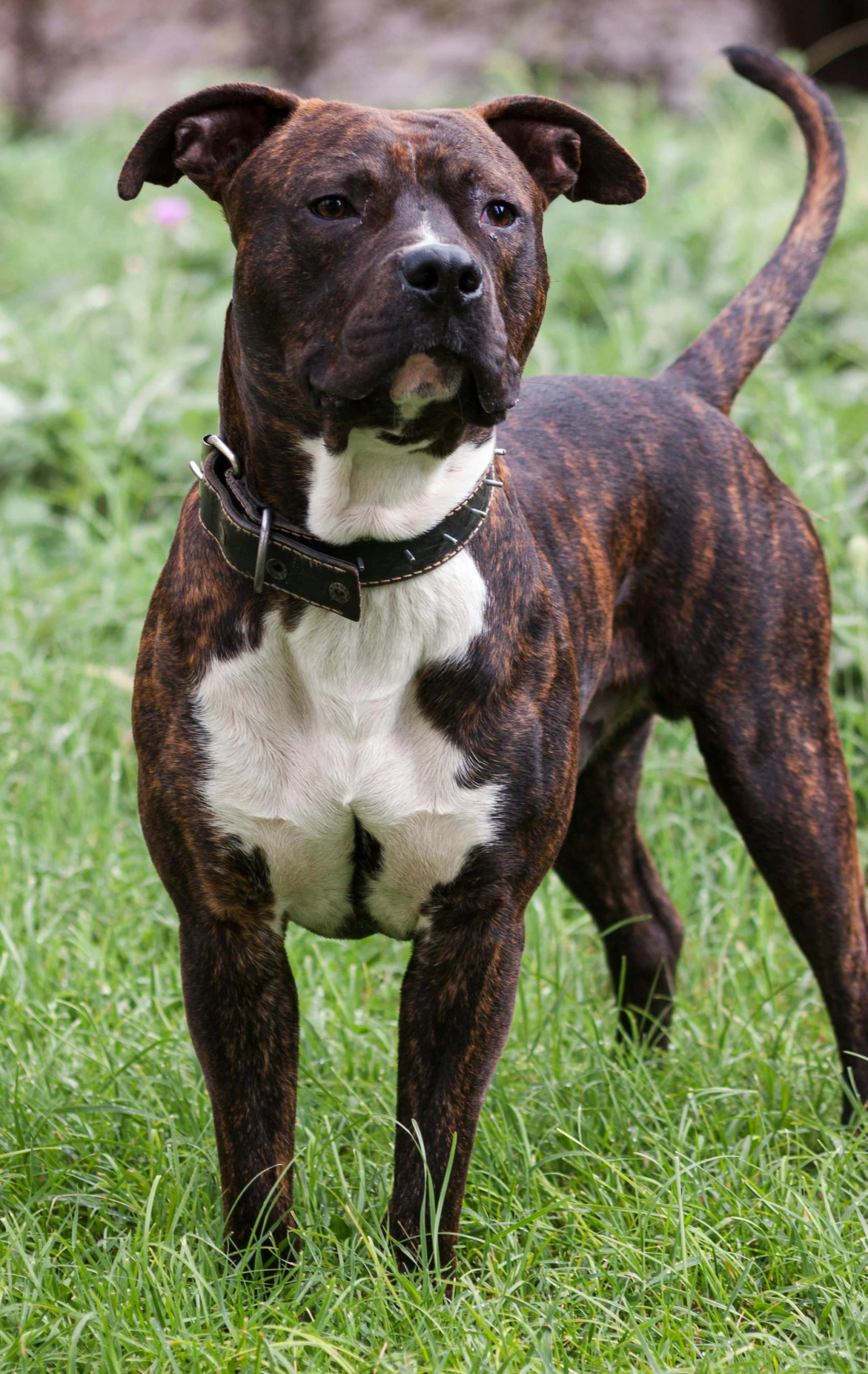 a brown and white dog standing on top of a lush green field, pitbull, profile image, mixed animal, professional photo