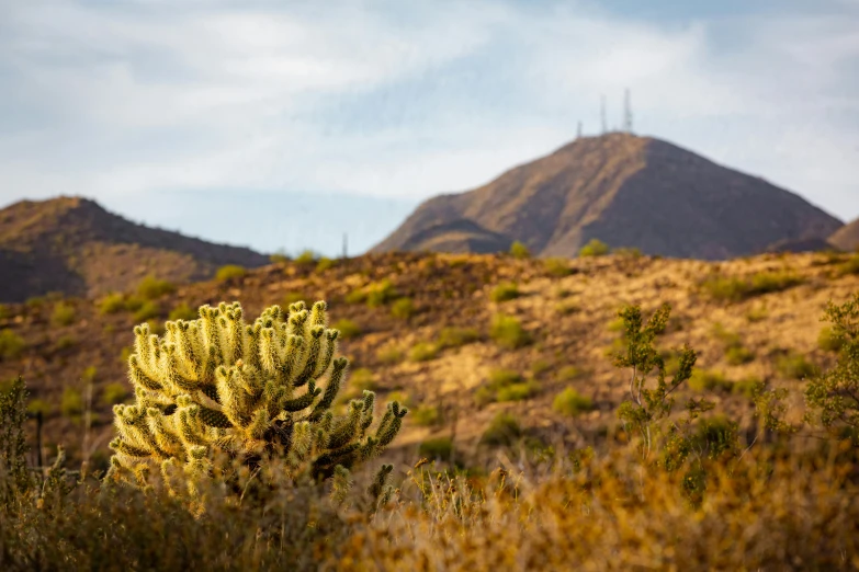 green cactus and brush in front of mountains