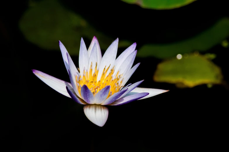 a close up of a flower in a pond, a portrait, unsplash, hurufiyya, white and purple, gilded lotus princess, with a black background, 2000s photo