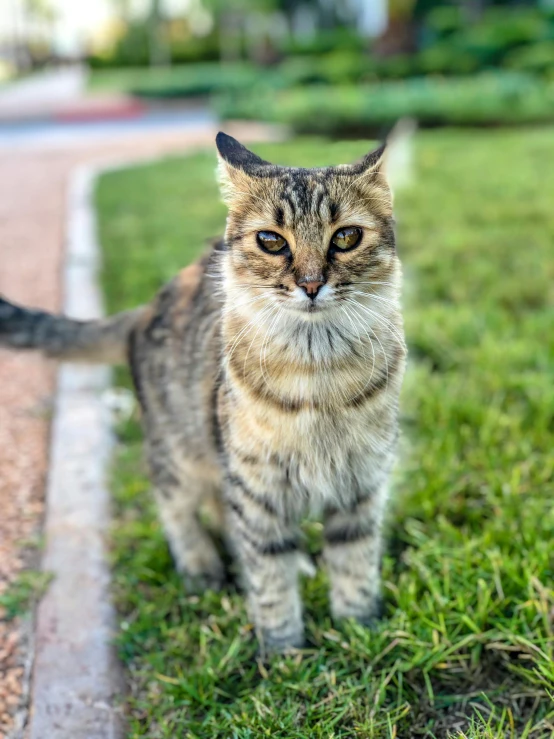 a cat that is standing in the grass, on the sidewalk, avatar image, taken with sony alpha 9, high resolution photo