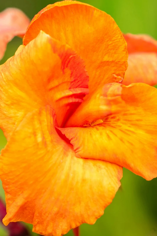 a close up of a flower with orange petals, subtropical flowers and plants, highly polished, orange mist