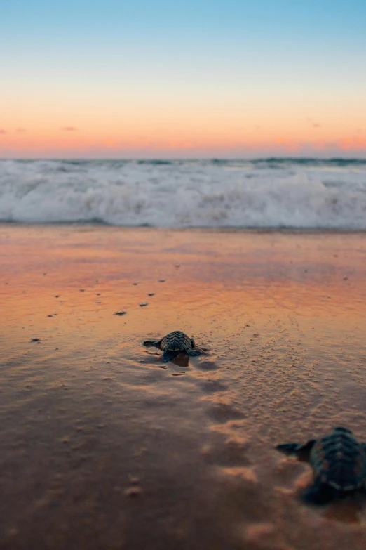 two baby sea turtles make their way to the ocean, unsplash contest winner, sunrise colors, pouring, slide show, predawn