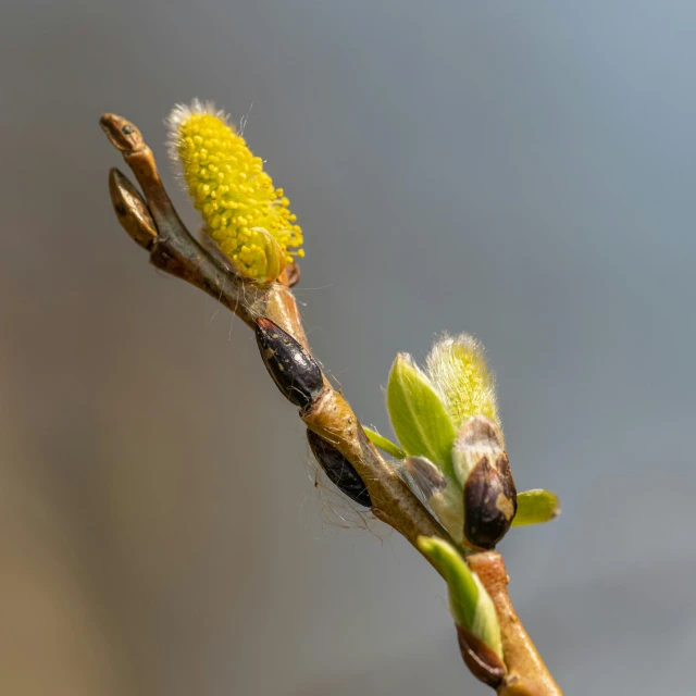 a close up of a branch of a tree, a macro photograph, by Sven Erixson, trending on pexels, hurufiyya, flowering buds, willow plant, full body close-up shot, macro photography 8k