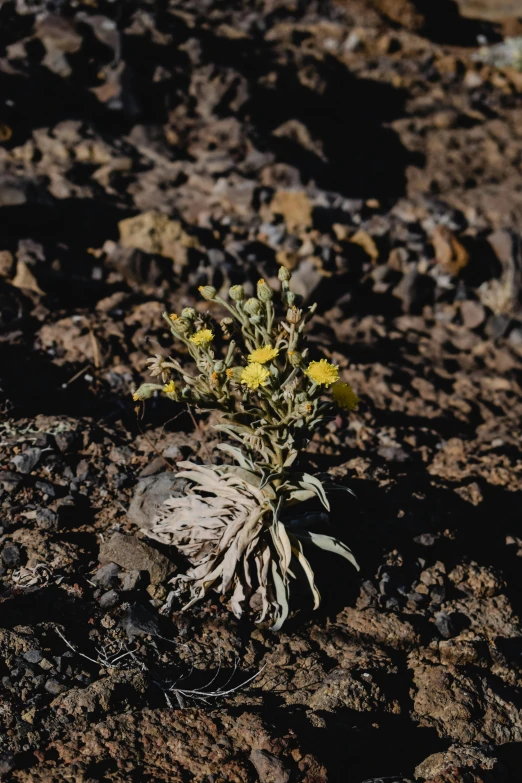 there is a yellow flower on a rock