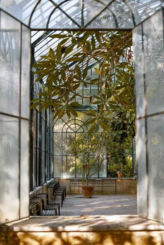 a view of the inside of a greenhouse, an album cover, inspired by Gustave Caillebotte, trending on unsplash, art nouveau, stone tile hallway, tree and plants, architectural digest photo