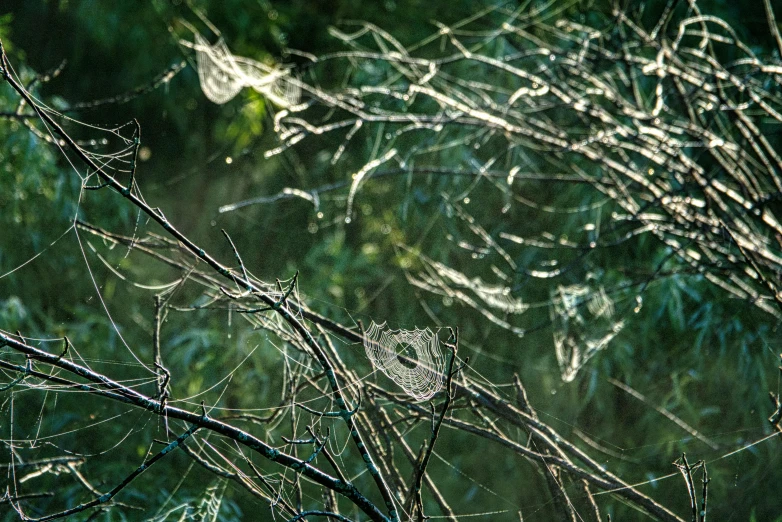 a bird sitting on top of a tree branch, an album cover, inspired by Elsa Bleda, net art, spider webs, close-up print of fractured, ignant, summer morning dew