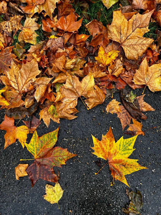 a bunch of leaves that are laying on the ground, trending on pexels, photorealism, thumbnail, hi-res, high angle shot, roadside