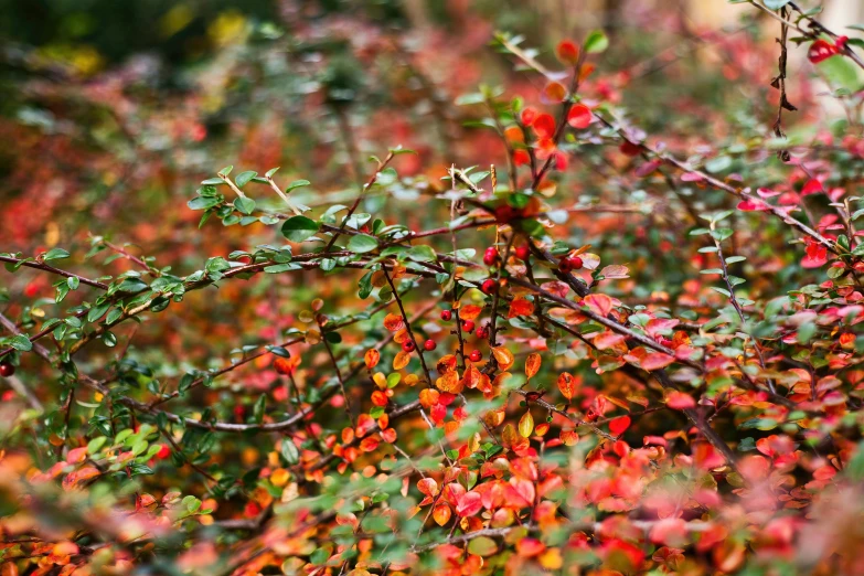 a bird sitting on top of a tree branch, by Gwen Barnard, unsplash, hurufiyya, multicolored weed leaves, nothofagus, hedges, slightly pixelated