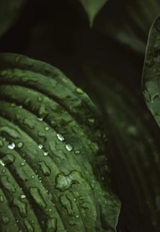 a close up of a leaf with water droplets on it, unsplash, shot with a arriflex 35 ii, tropical vegetation, ilustration, dark green