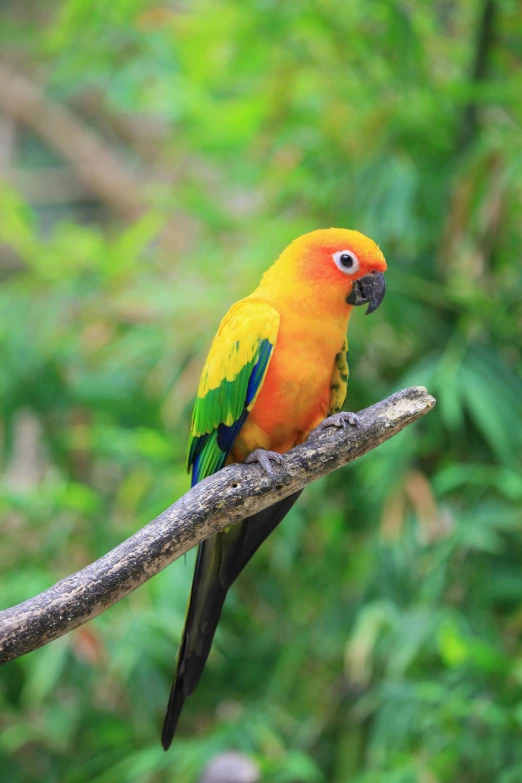 a yellow and green bird perched on a branch, colourful jungle, february)