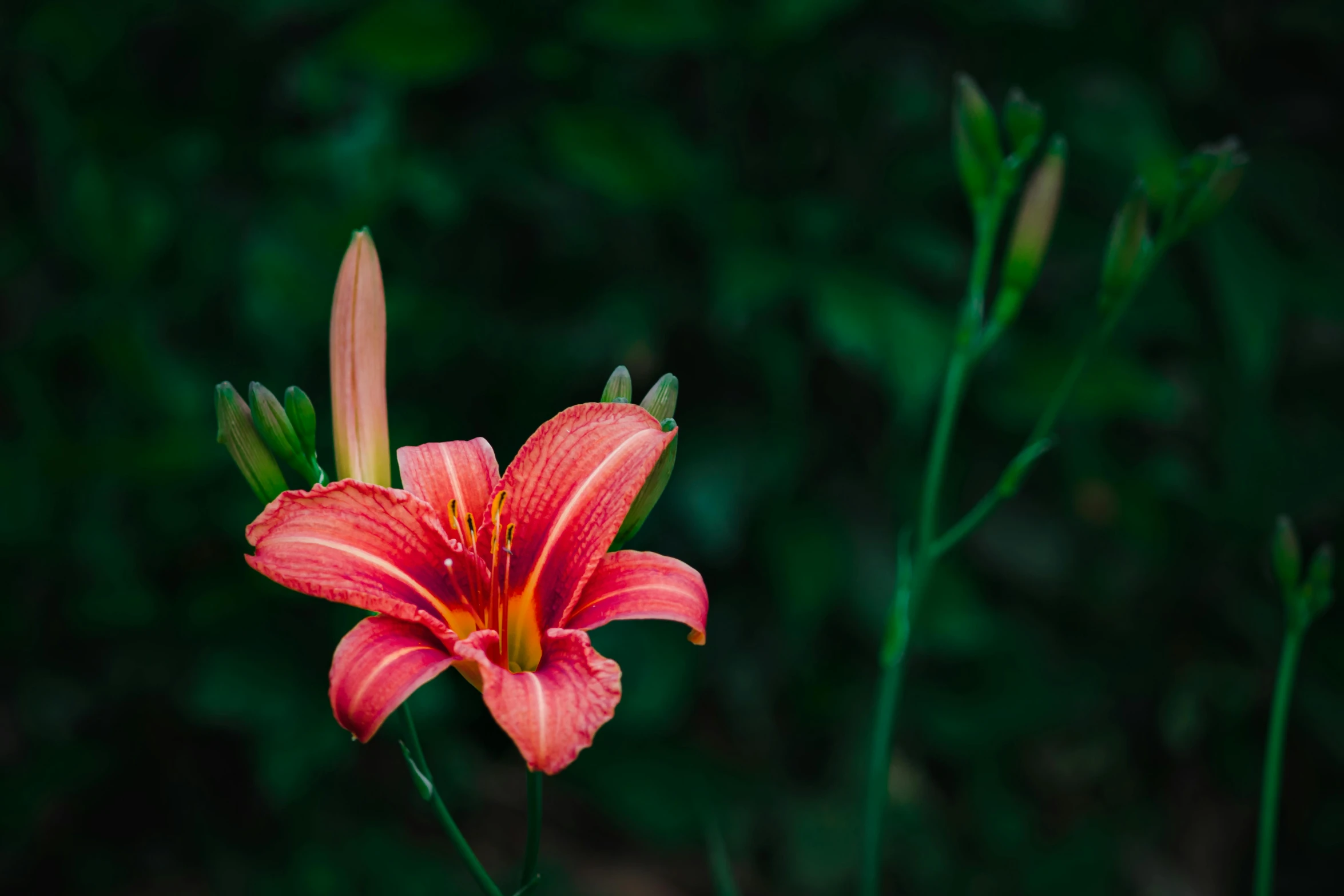 a red flower sitting on top of a lush green field, pexels, photorealism, lily flower, pink and orange, paul barson, stargazer