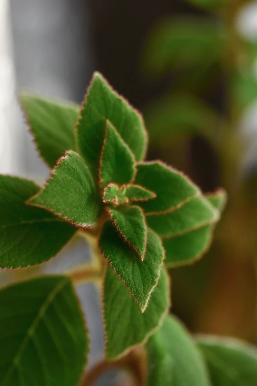 a close up of a plant with green leaves