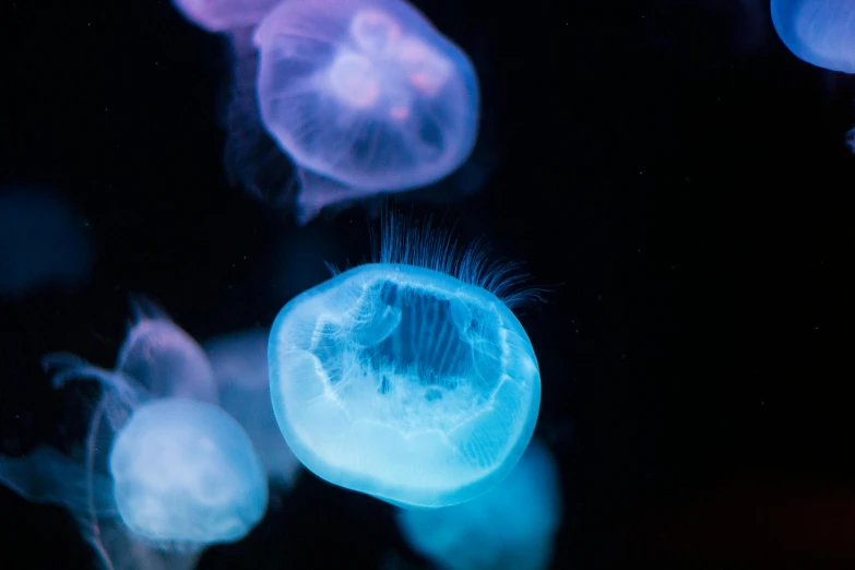 many jellyfish, with a long stem in the middle