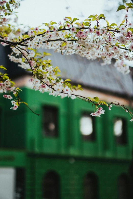 a tree with white flowers in front of a green building, a picture, by Adam Marczyński, unsplash contest winner, train station background, 3 are spring, carriage, cherry