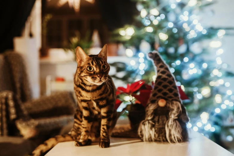 a cat sitting on top of a table next to a christmas tree, pexels contest winner, elves, brown, avatar image, full frame image
