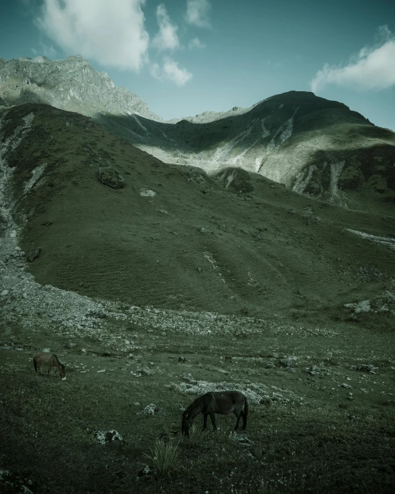 a horse is grazing in the mountain meadow