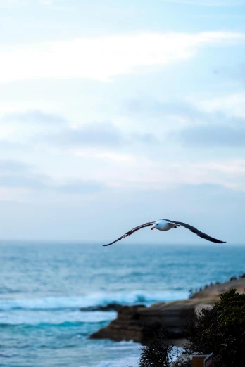 a bird flying over a beach next to the ocean, pch, today's featured photography 4k, whirling, gliding