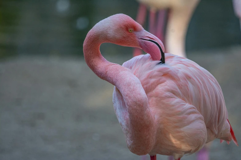 a couple of pink flamingos standing next to each other, pexels contest winner, arabesque, over his shoulder, 🦩🪐🐞👩🏻🦳, museum quality photo, album photo