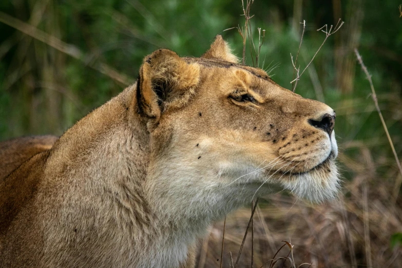 a close up of a lion in a field, a woman's profile, manuka, museum quality photo, looking distracted