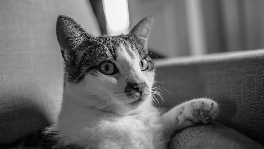 a black and white photo of a cat laying on a couch, pixabay, portrait of a sharp eyed, a cat sitting in a chair, in an action pose, portrait mode photo