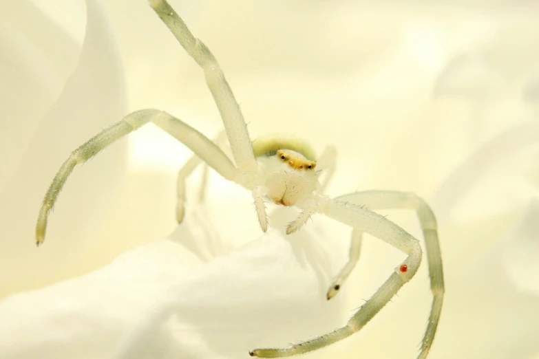 a spider sitting on top of a white flower, pale green glow, closeup of arms, highly polished, macro 20mm