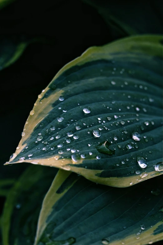 a close up of a leaf with water droplets on it, an album cover, by Jan Rustem, unsplash, paul barson, large leaves, lush foliage, grey