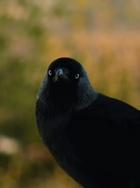 a black bird sitting on top of a window sill, pointed face and grey eyes, looking up at the camera, zoomed out shot, rounded beak