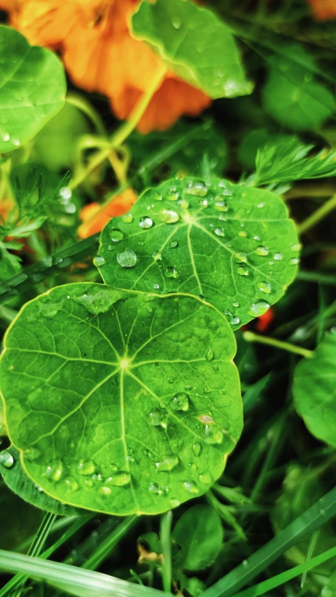a close up of a plant with water droplets on it, ivy vine leaf and flower top, umbrellas, vegetable foliage, photograph credit: ap