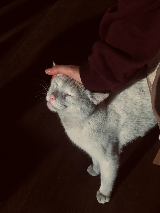 a close up of a person petting a cat, inspired by Elsa Bleda, trending on reddit, yung lean, grayish, taken in 1 9 9 7, pale grey skin