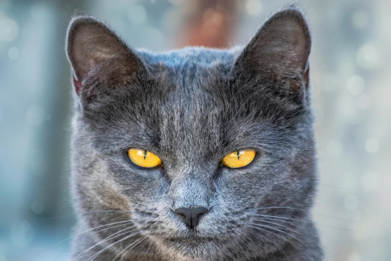 a close up of a cat with yellow eyes, by Terese Nielsen, pexels contest winner, grey, instagram photo, armored cat, prussian blue