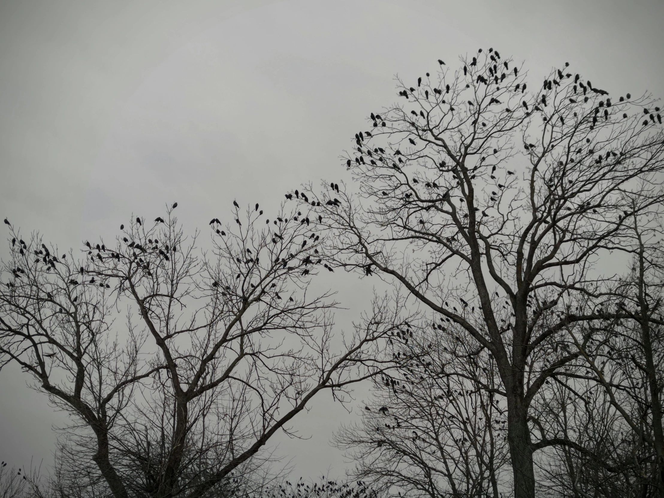 a flock of birds sitting on top of a tree, inspired by Gonzalo Endara Crow, pexels contest winner, land art, overcast gray skies, southern gothic, black, a park