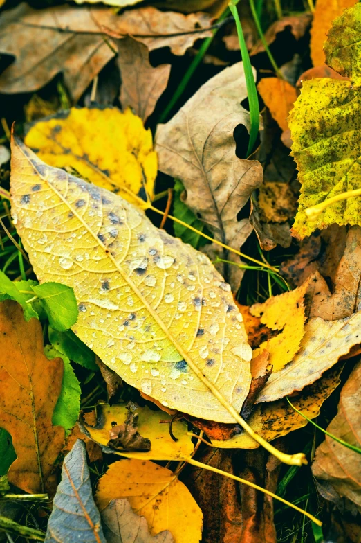 a close up of a bunch of leaves on the ground, trending on pexels, yellow raincoat, slide show, mix, multiple stories
