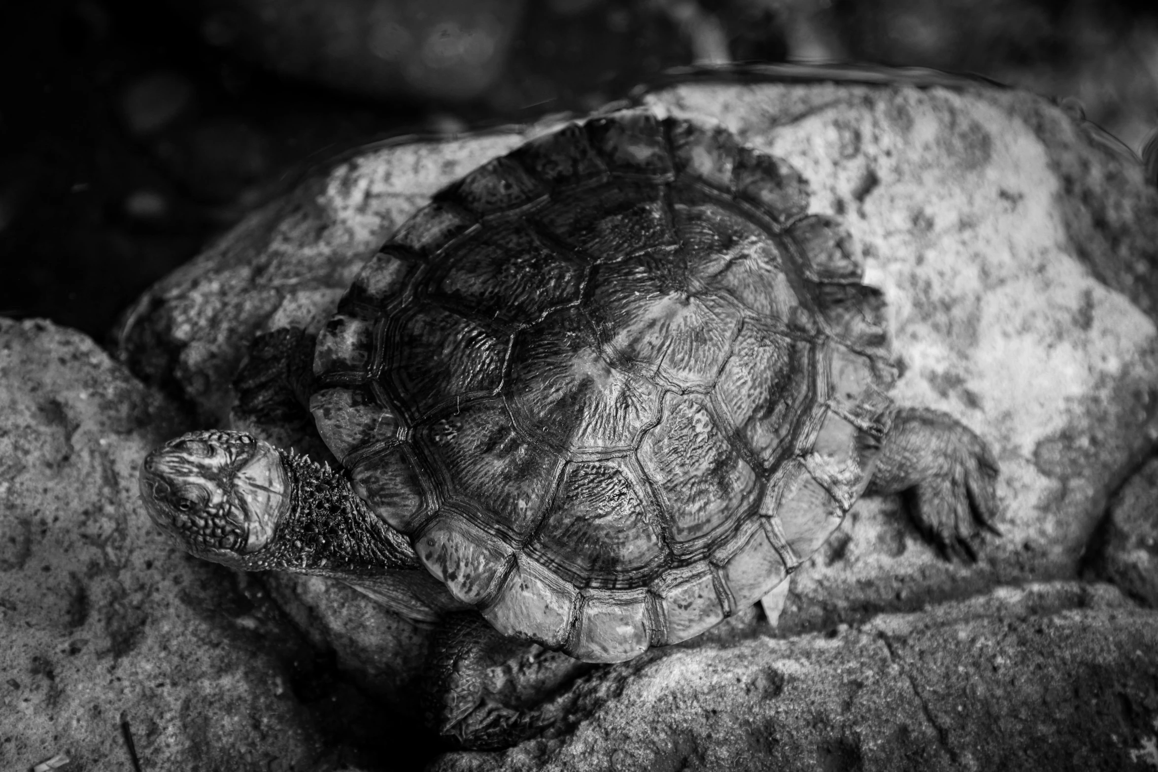 a black and white photo of a turtle on a rock, a black and white photo, renaissance, zoo photography, intricate details photograph, just a cute little thing, carapace