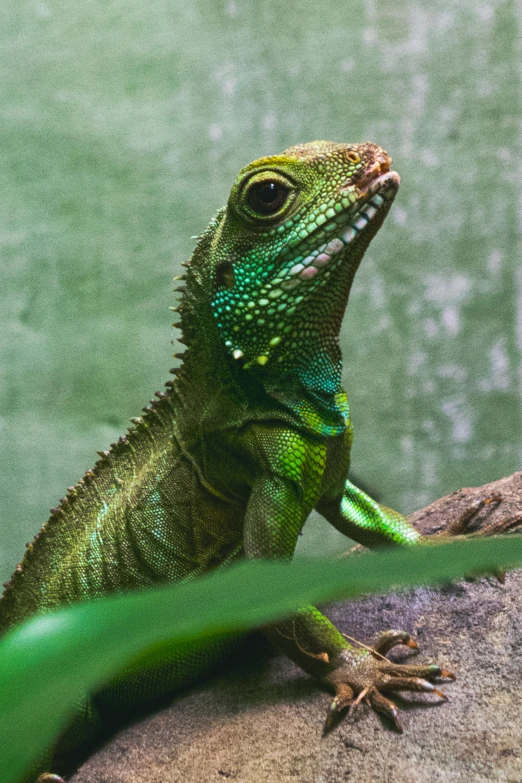 a green lizard sitting on top of a rock, sitting on a leaf, dragon scales across hairline, pointed chin, aged 2 5