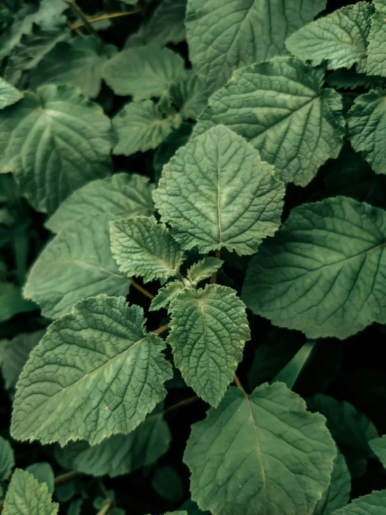 a close up of a plant with green leaves