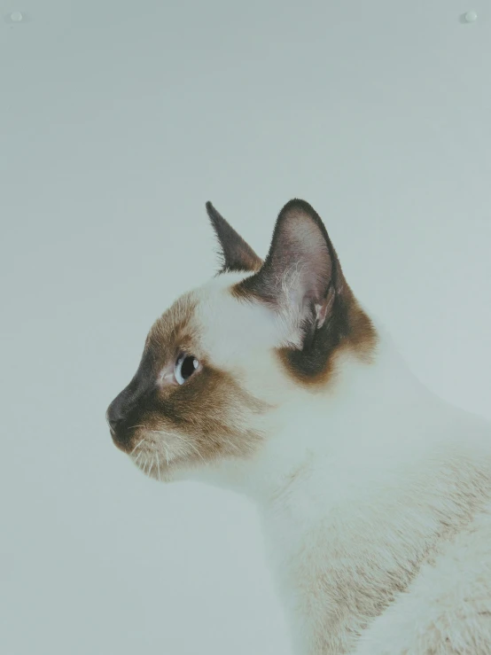 a siamese cat sitting in the snow, a minimalist painting, trending on unsplash, minimalism, close - up profile face, gif, without duplicate image