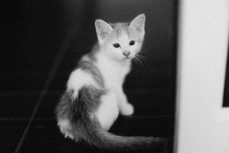 a black and white photo of a kitten, by Emma Andijewska, tri - x pan stock, various posed, by greg rutkowski, victor antonov