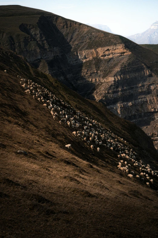 some very pretty sheep on a mountain side