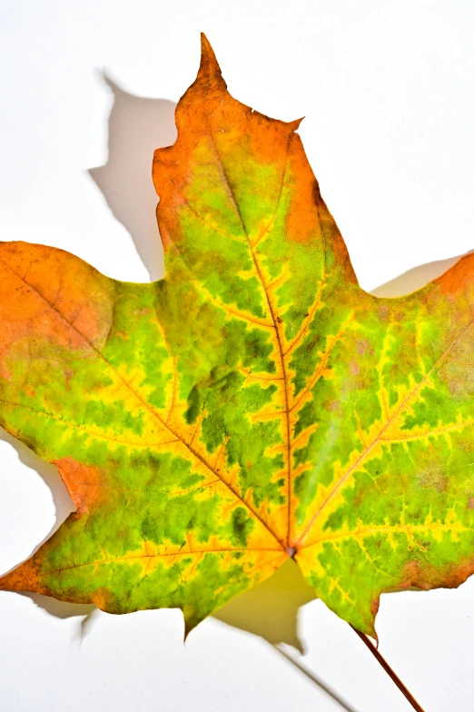 a close up of a leaf on a white surface, slide show, multicolored, maple syrup highlights, 15081959 21121991 01012000 4k