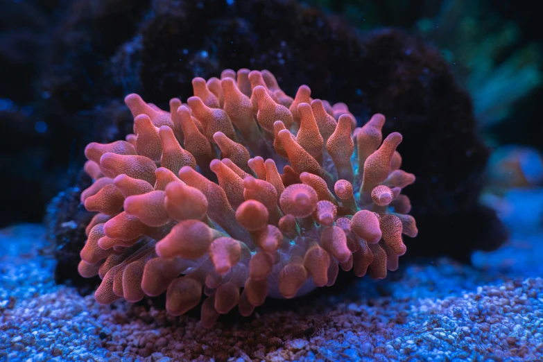 a close up of a coral in an aquarium, a portrait, unsplash, his one yes glow red, featuring pink brains, thick dust and red tones, cutecore clowncore