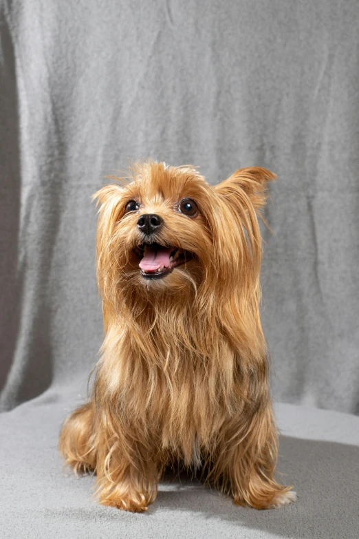 a small brown dog sitting on top of a table, on a gray background, winking at the camera, wavy hair spread out, no - text no - logo