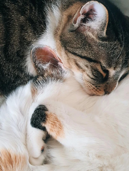 a couple of cats laying on top of each other, a picture, trending on unsplash, profile image, instagram story, high angle close up shot, resting on a pillow