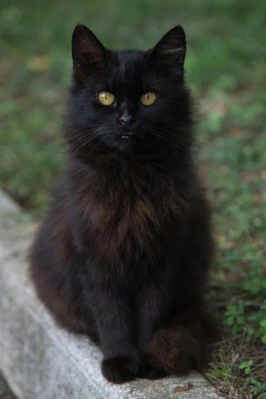 a black cat sitting on top of a cement bench, a portrait, by Jan Tengnagel, pexels contest winner, hurufiyya, fluffy mane, with gold eyes, sittin