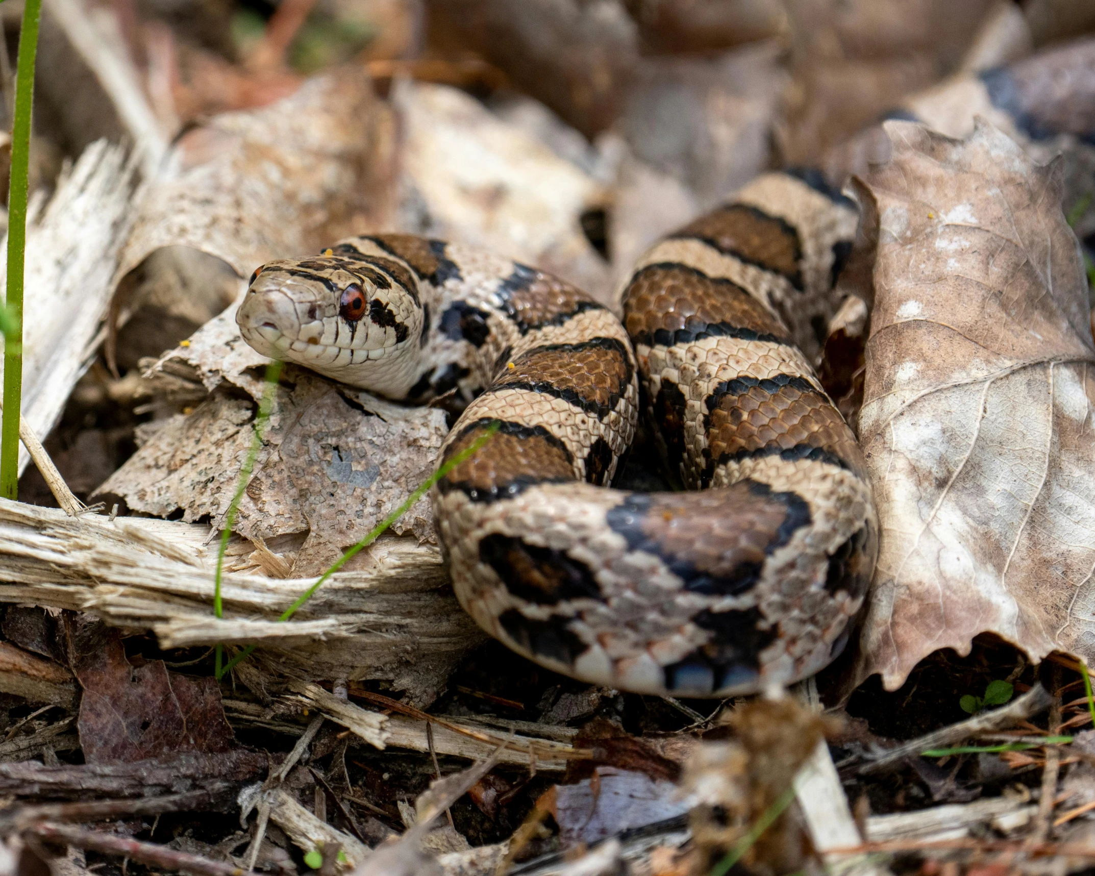 a close up of a snake on the ground, a portrait, flickr, renaissance, alabama, 1024x1024, portrait image