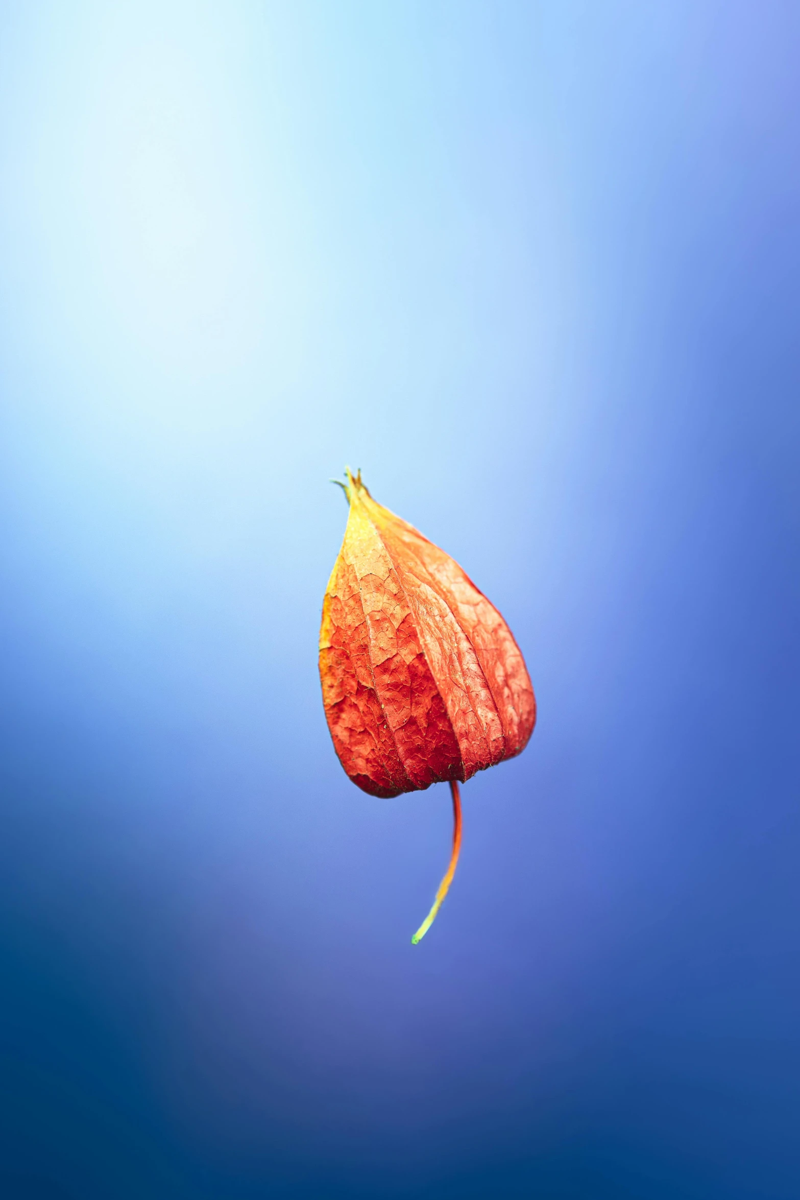 a single red flower floating in the air, by Alison Geissler, postminimalism, gourd, relaxed. blue background, autum, hanging